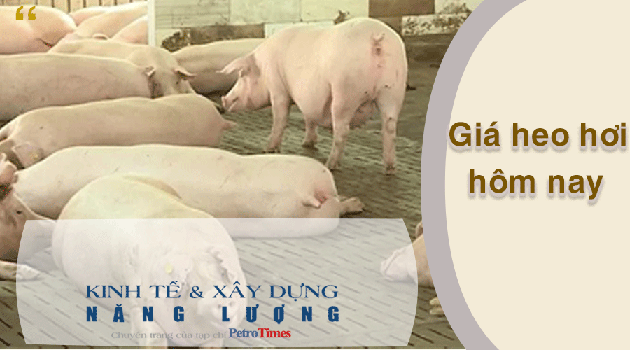 Giá heo hơi hôm nay 13/4: Tăng trở lại ở cả 3 miền