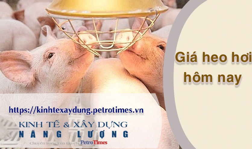 Giá heo hơi hôm nay 14/4: Miền Bắc điều chỉnh tăng