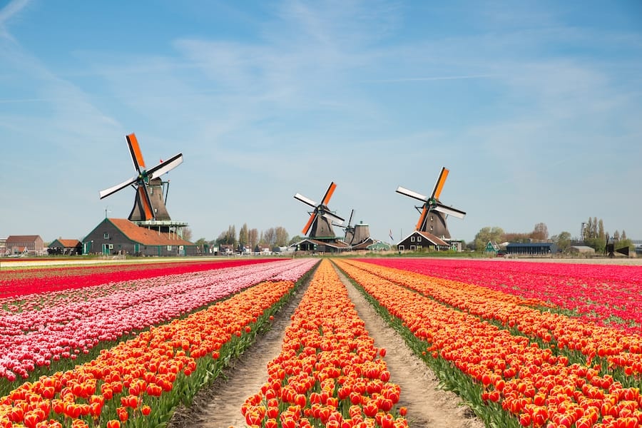 Ghé thăm Hà Lan mùa hoa tulip