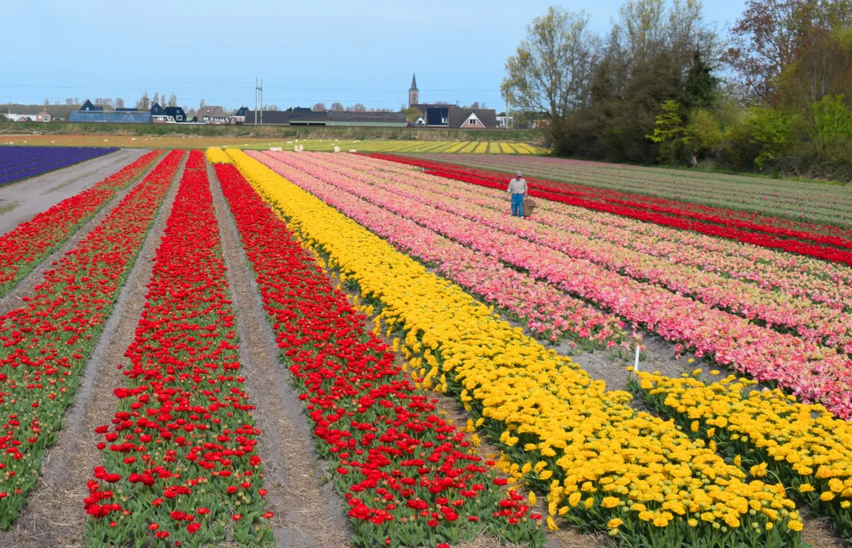 Ghé thăm Hà Lan mùa hoa tulip