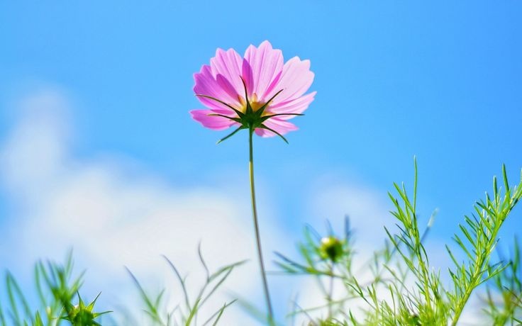 Tử vi ngày 29/4/2024: Tuổi Thìn thu nhập ổn định, tuổi Hợi công danh khởi phát