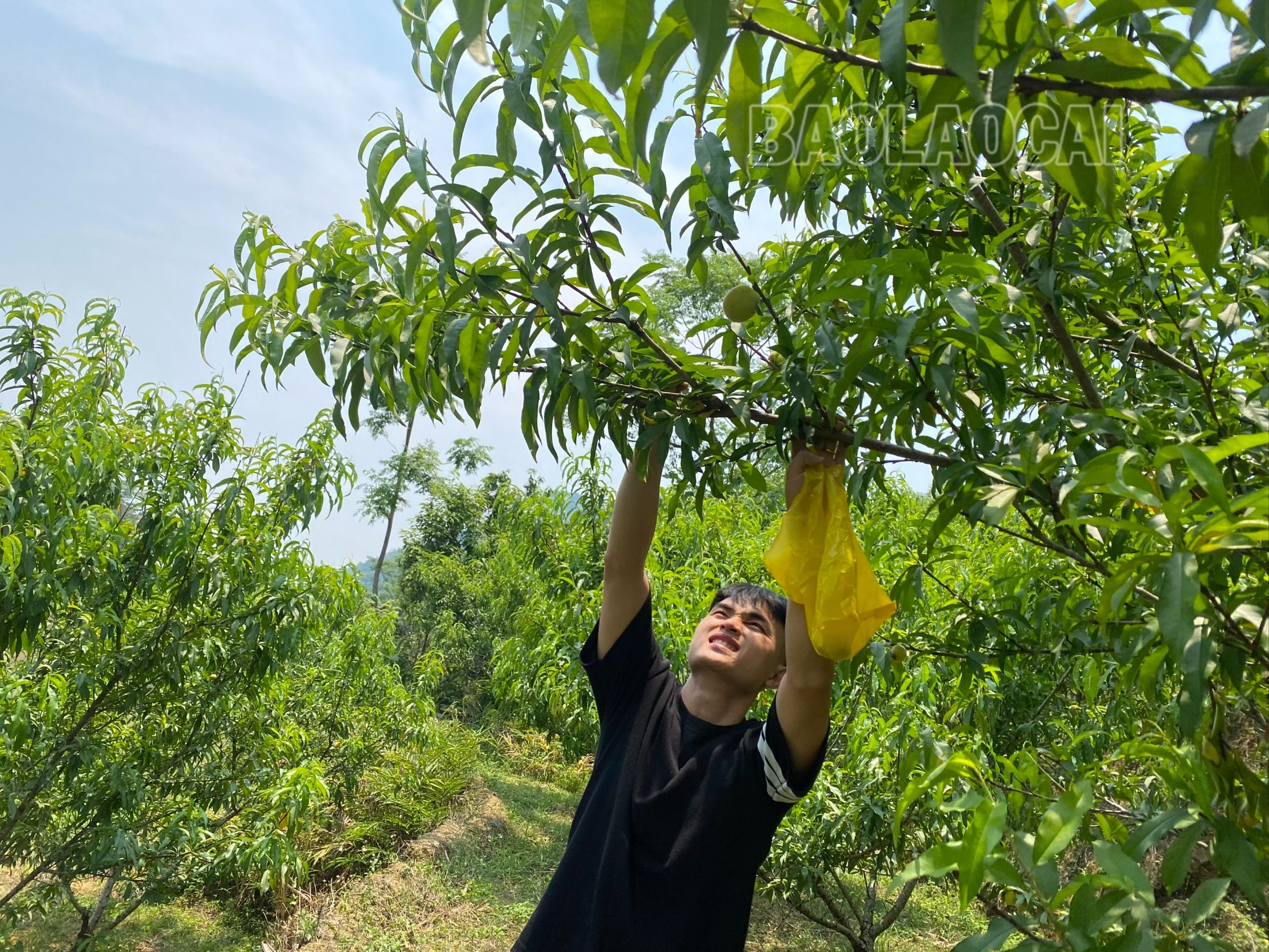 Lên Mường Khương trải nghiệm hái mận, đào chín sớm