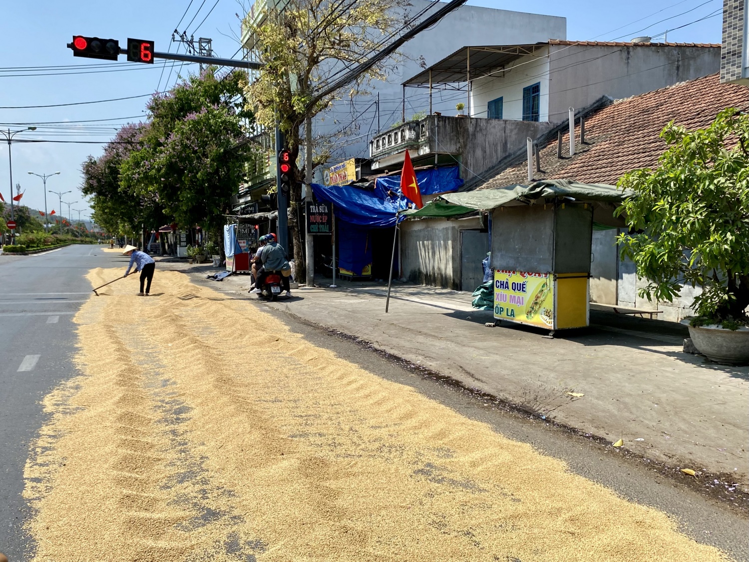 Tái diễn phơi lúa trên mặt đường quốc lộ Tái diễn phơi lúa trên mặt đường quốc lộ