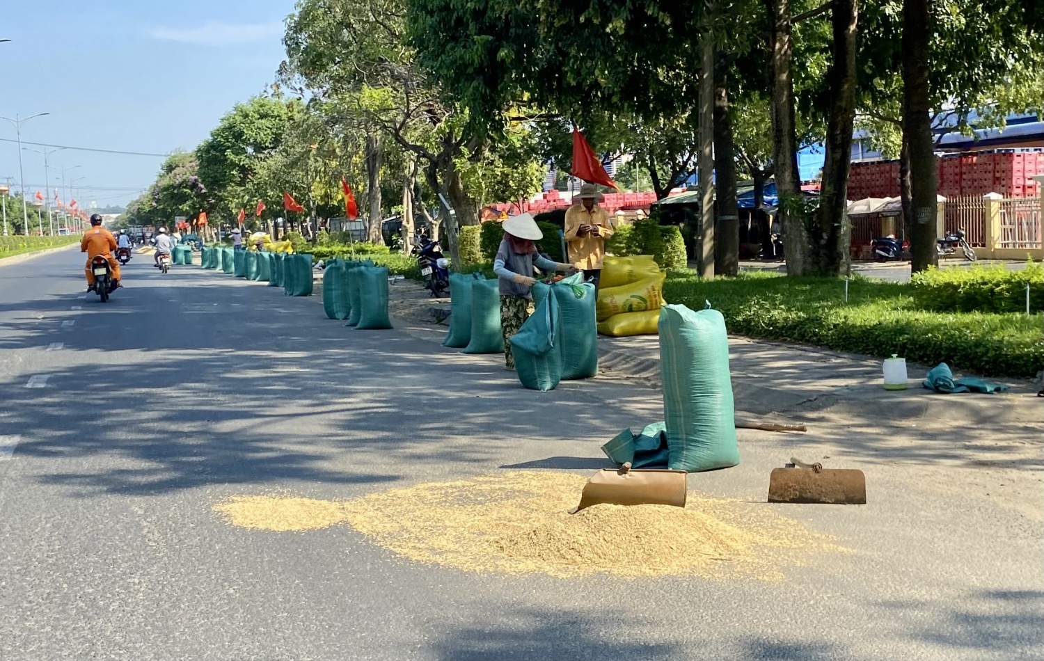 Tái diễn phơi lúa trên mặt đường quốc lộ Tái diễn phơi lúa trên mặt đường quốc lộ