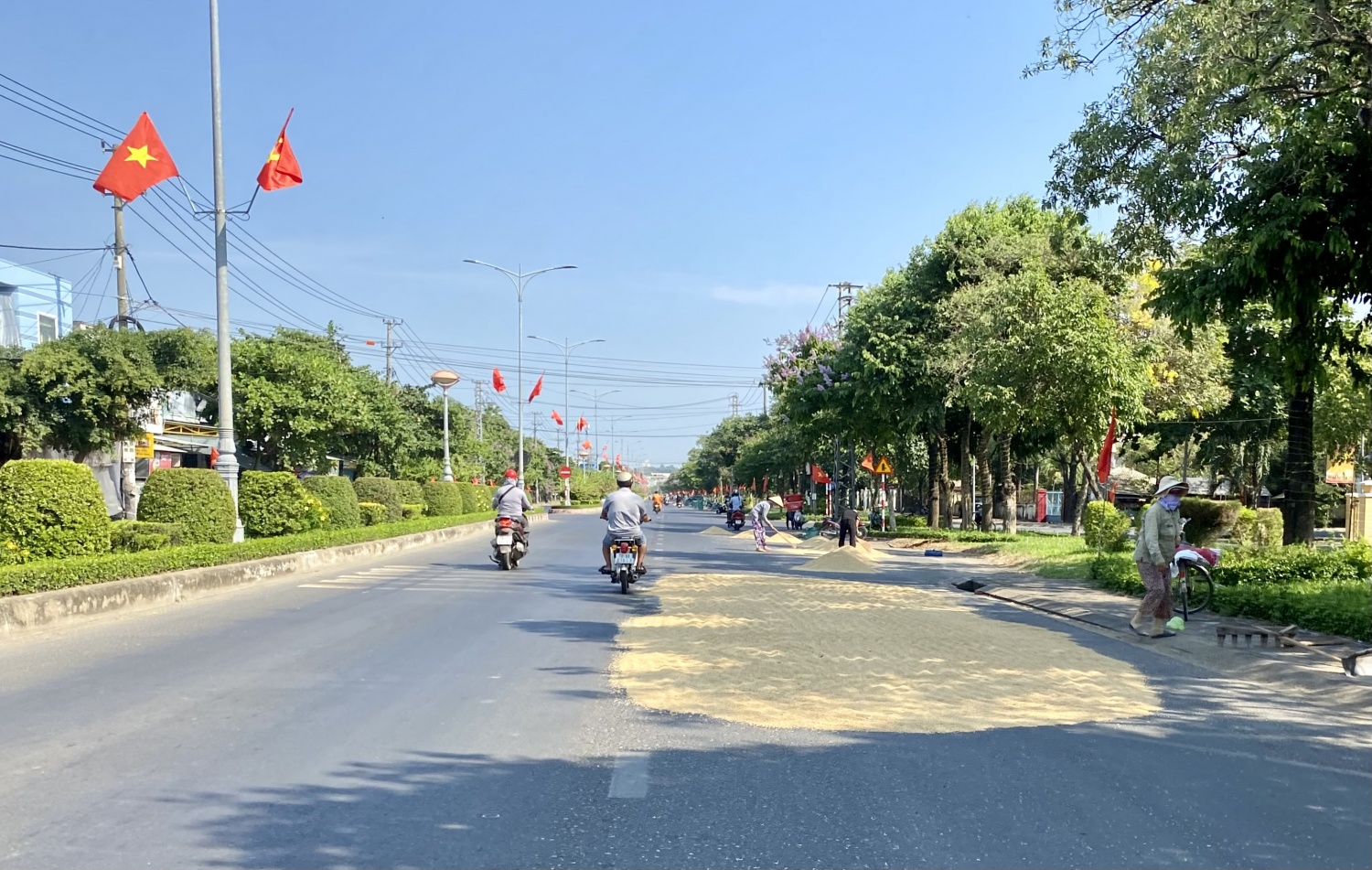 Tái diễn phơi lúa trên mặt đường quốc lộ Tái diễn phơi lúa trên mặt đường quốc lộ