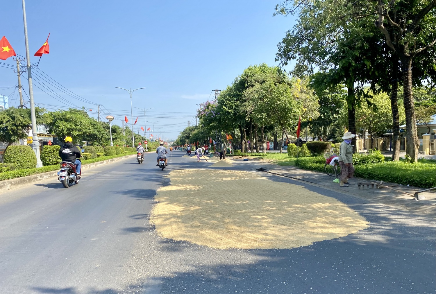 Tái diễn phơi lúa trên mặt đường quốc lộ Tái diễn phơi lúa trên mặt đường quốc lộ