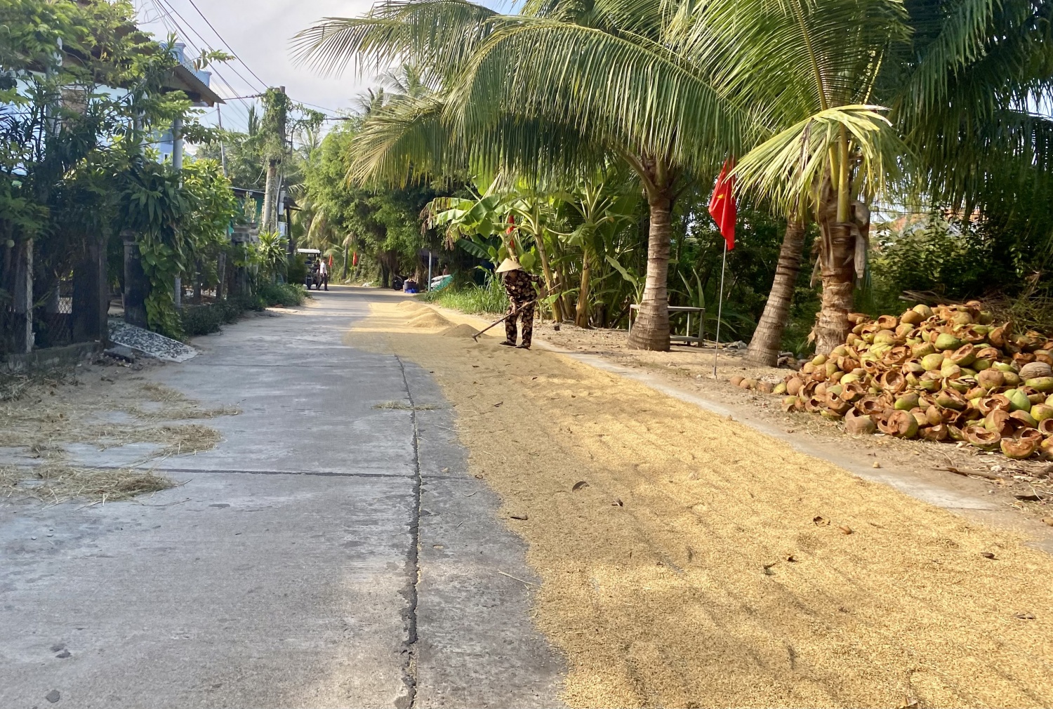 Tái diễn phơi lúa trên mặt đường quốc lộ Tái diễn phơi lúa trên mặt đường quốc lộ