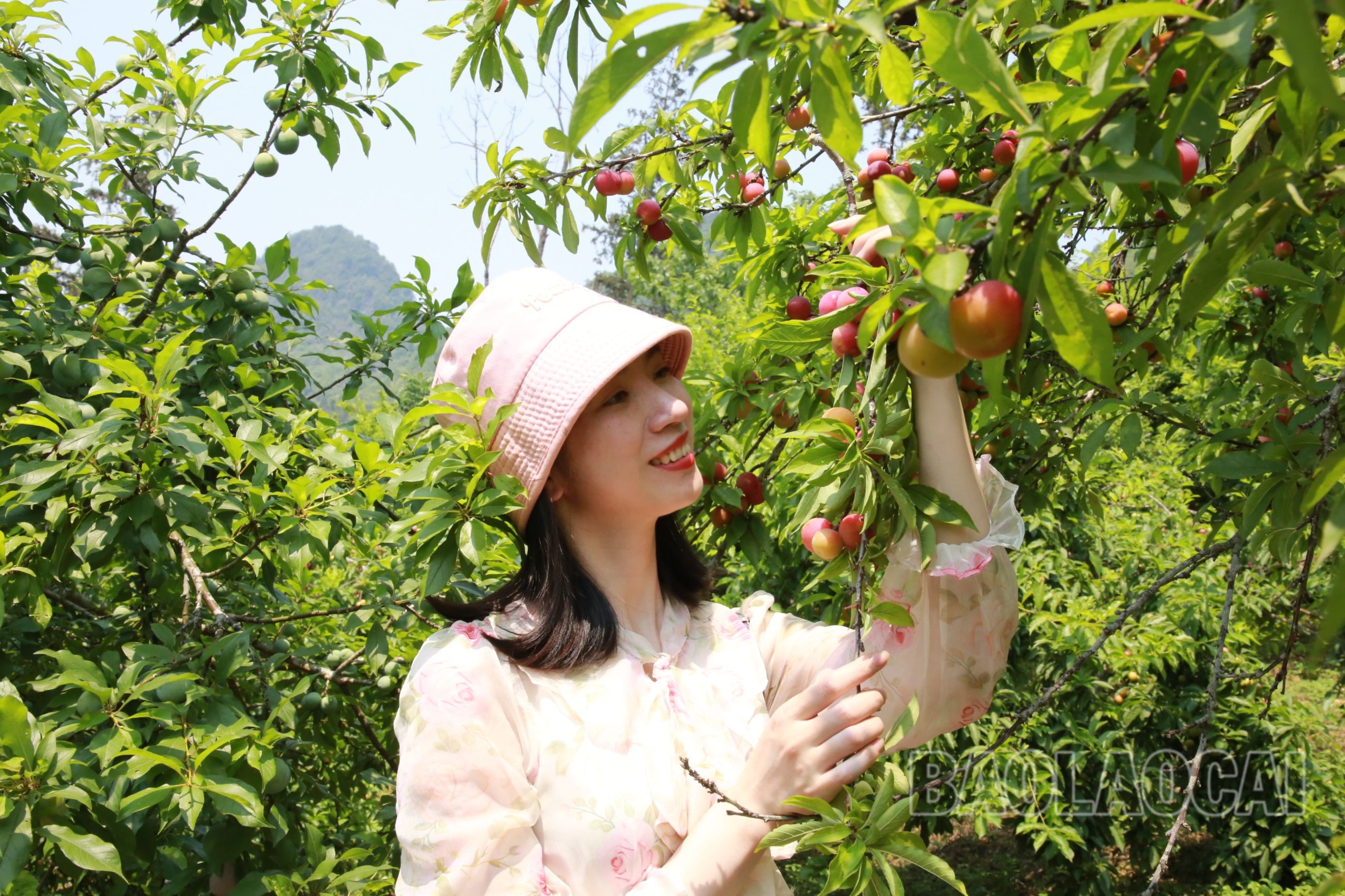 Lên Mường Khương trải nghiệm hái mận, đào chín sớm