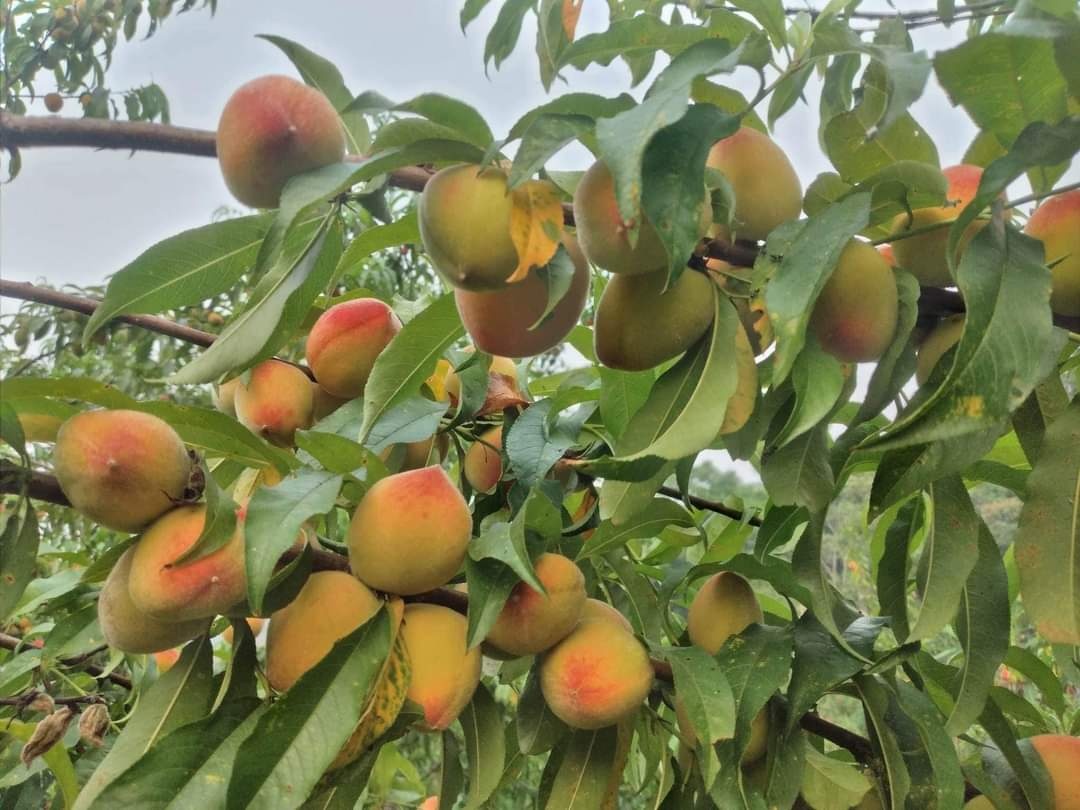 Ngọt ngào mùa đào chín Bắc Hà
