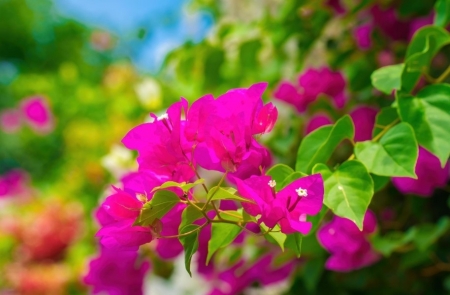 Tử vi ngày 9/5/2024: Tuổi Tý mở đường tiến thân, tuổi Dần tận dụng cơ hội