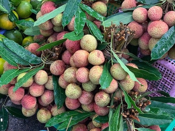 Thông tin nông sản hôm nay: Giá vải đầu mùa lên tới 120.000 đồng/kg