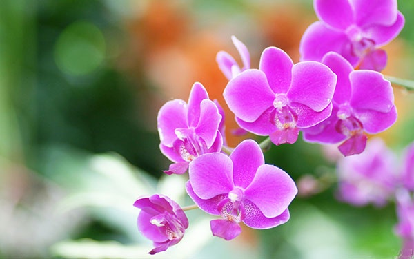 Tử vi ngày 12/5/2024: Tuổi Mão cơ hội cất nhắc, tuổi Thân mở lối đi riêng