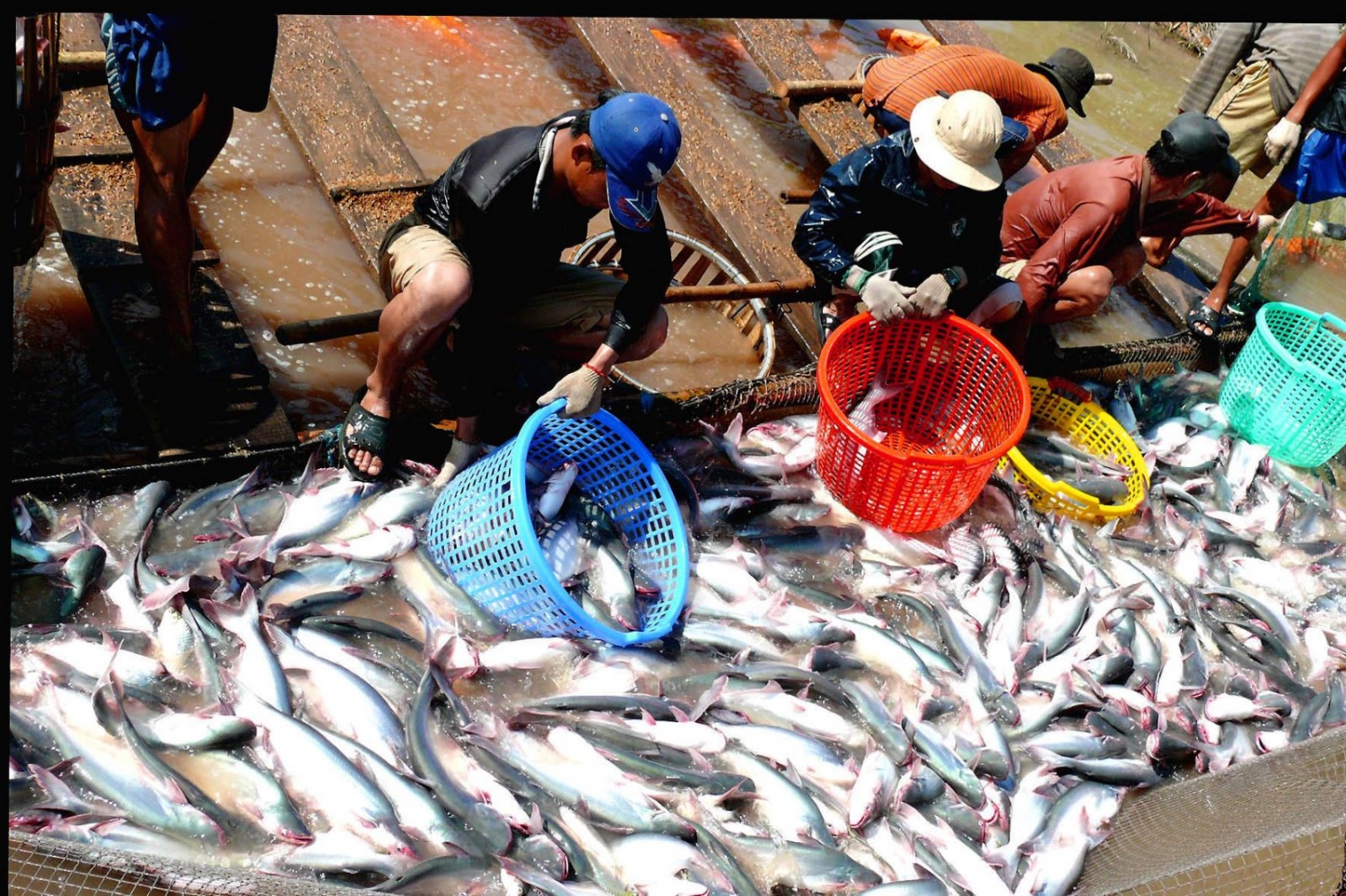 4 tháng đầu năm, xuất khẩu thủy sản mang về 2,7 tỷ USD