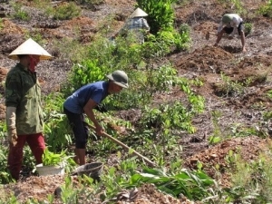Xử lý dứt điểm tình trạng tranh chấp đất đai tại các công ty nông, lâm nghiệp