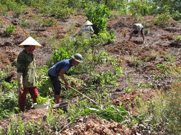 Xử lý dứt điểm tình trạng tranh chấp đất đai tại các công ty nông, lâm nghiệp