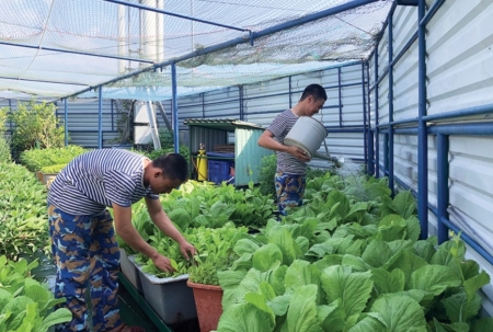 Trồng rau "trên sóng"