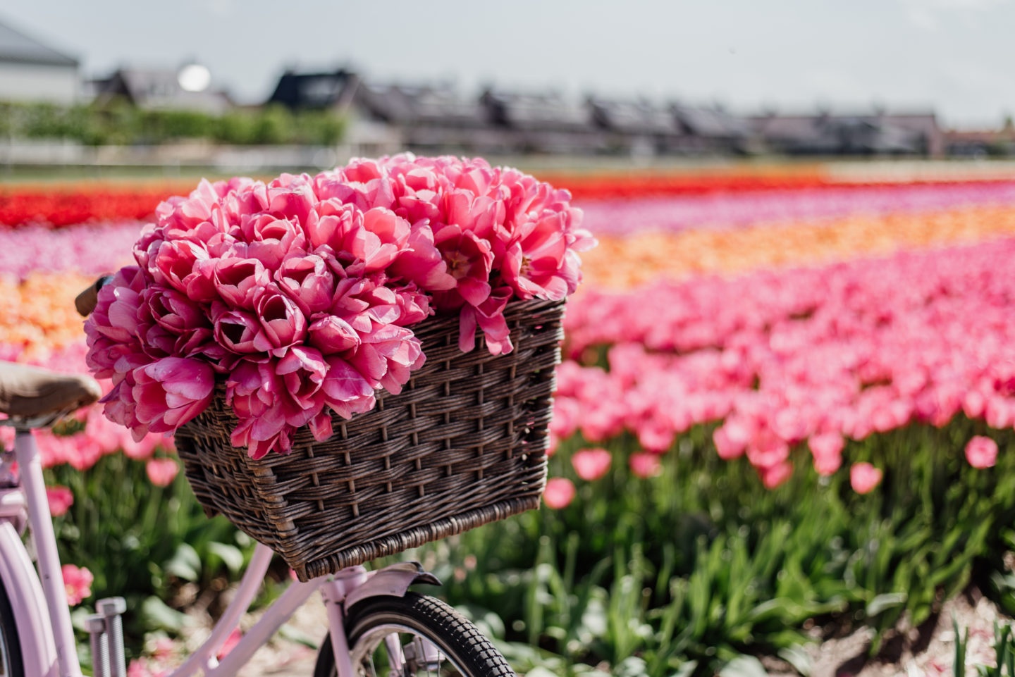 Tử vi ngày 23/5/2024: Tuổi Sửu vận trình hanh thông, tuổi Hợi cơ hội bất ngờ