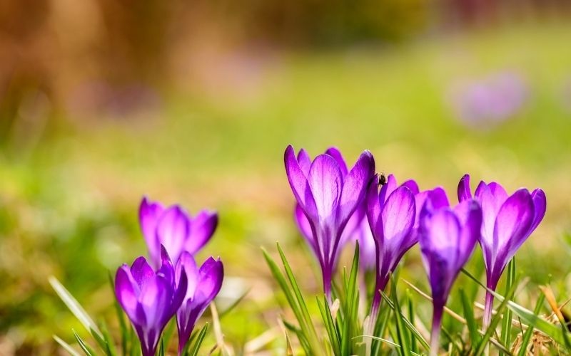 Tử vi ngày 4/6/2024: Tuổi Sửu ngoại giao khéo léo, tuổi Tuất đặt nhiều mục tiêu