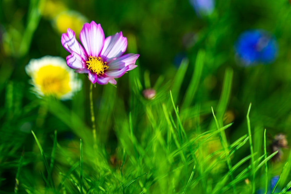 Tử vi ngày 7/6/2024: Tuổi Thân mở rộng ngoại giao, tuổi Tỵ hầu bao rủng rỉnh Tử vi ngày 7/6/2024: Tuổi Thân mở rộng ngoại giao, tuổi Tỵ hầu bao rủng rỉnh