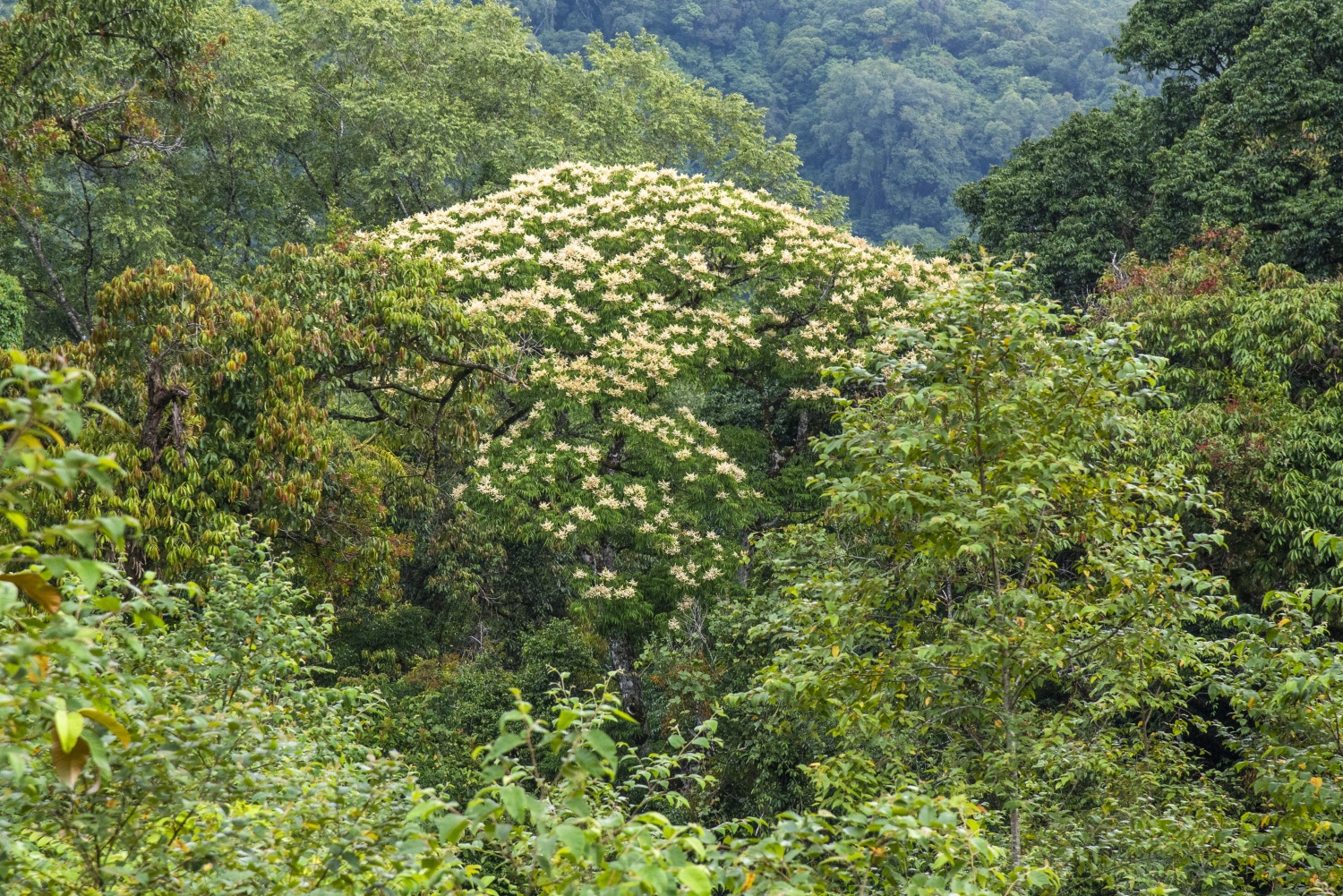 Say đắm vẻ đẹp ở Ngọc Linh Say đắm vẻ đẹp ở Ngọc Linh