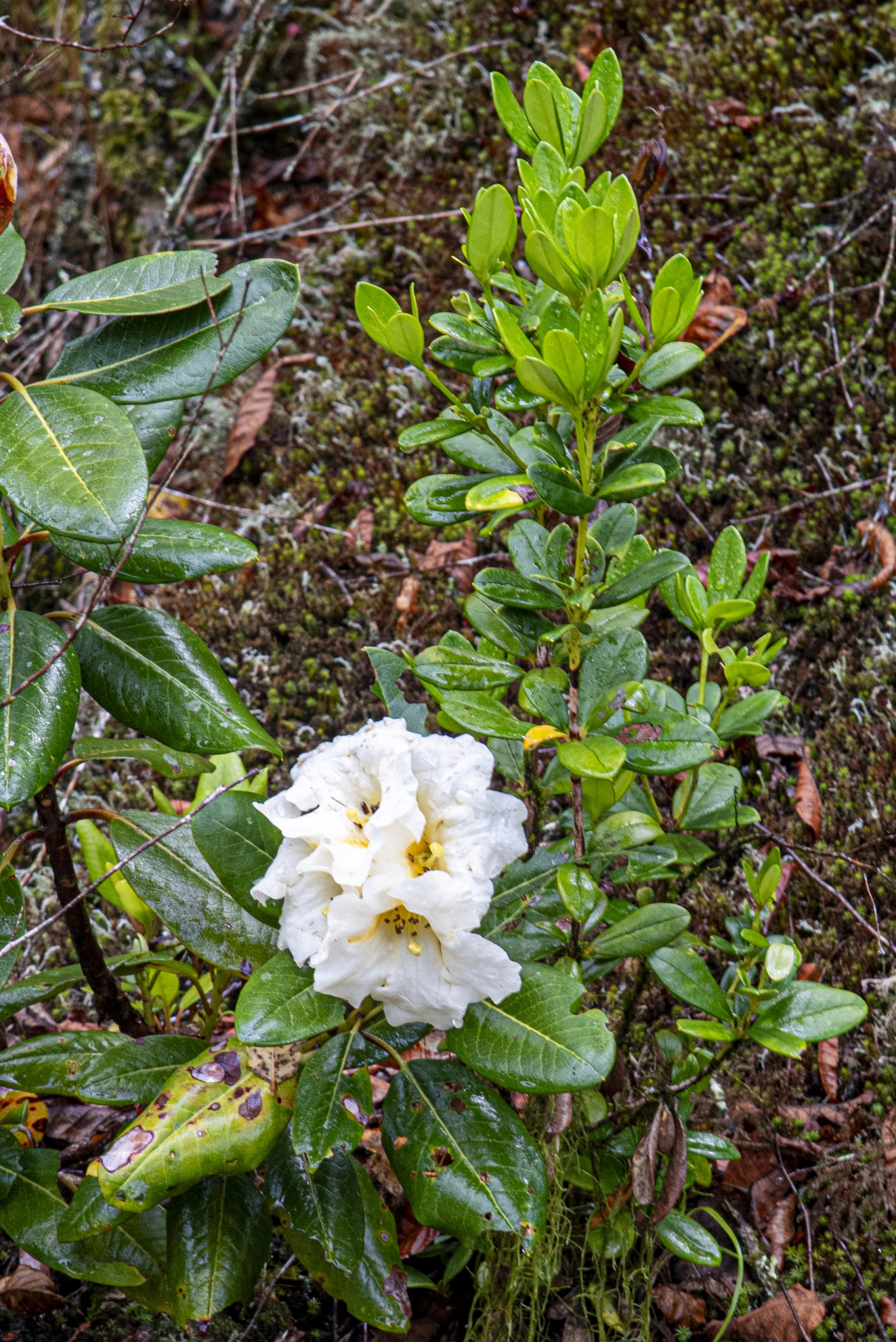 Say đắm vẻ đẹp ở Ngọc Linh Say đắm vẻ đẹp ở Ngọc Linh