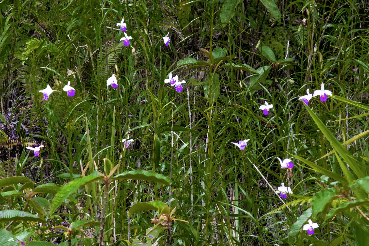 Say đắm vẻ đẹp ở Ngọc Linh Say đắm vẻ đẹp ở Ngọc Linh