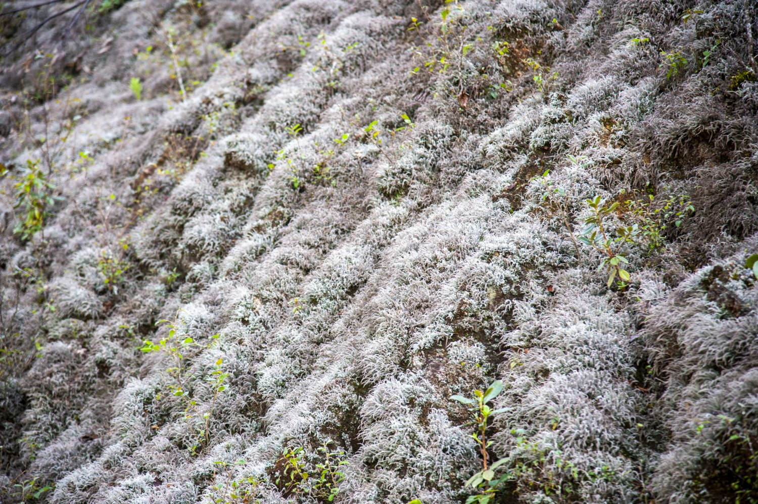 Say đắm vẻ đẹp ở Ngọc Linh Say đắm vẻ đẹp ở Ngọc Linh
