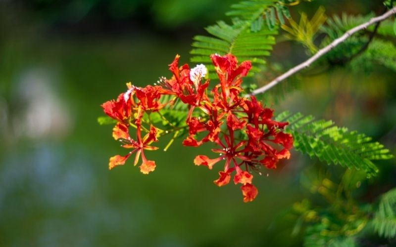 Tử vi ngày 12/6/2024: Tuổi Tỵ “chạm” tới mục tiêu, tuổi Thân thành quả xứng đáng
