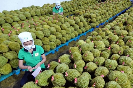 Tin tức kinh tế ngày 12/6: Thái Lan tăng nhập khẩu sầu riêng của Việt Nam