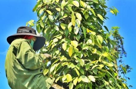 Tin tức kinh tế ngày 14/6: Giá hồ tiêu tăng “phi mã”