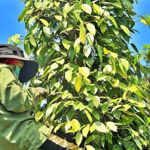 Tin tức kinh tế ngày 14/6: Giá hồ tiêu tăng “phi mã”