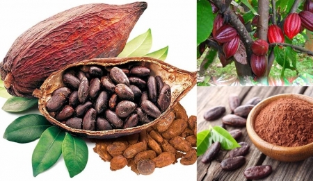 Tin tức kinh tế ngày 16/6: Giá ca cao thế giới tăng gấp 4 lần