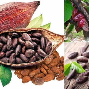Tin tức kinh tế ngày 16/6: Giá ca cao thế giới tăng gấp 4 lần