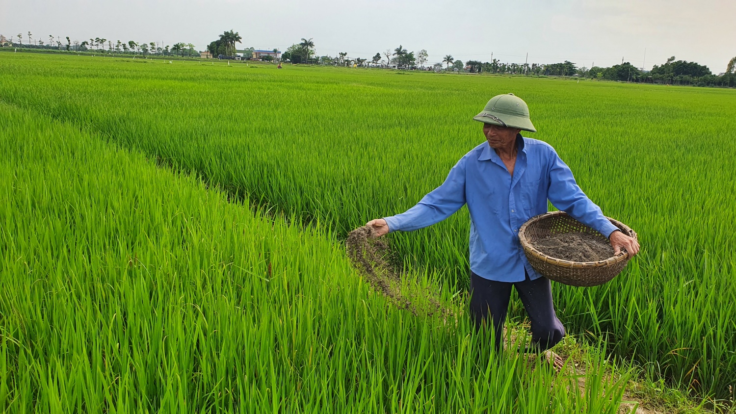 Luật thuế 71 khiến giá phân bón tăng cao, nông dân “điêu đứng”