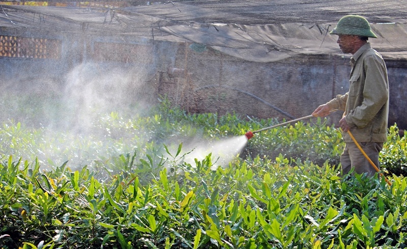 Luật thuế 71 khiến giá phân bón tăng cao, nông dân “điêu đứng”