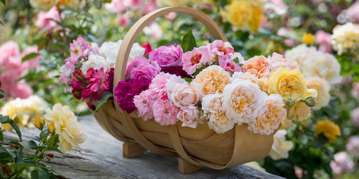 Tử vi ngày 26/6/2024: Tuổi Thân nhanh nhạy đoán ý, tuổi Tỵ hành xử đúng mực Tử vi ngày 26/6/2024: Tuổi Thân nhanh nhạy đoán ý, tuổi Tỵ hành xử đúng mực