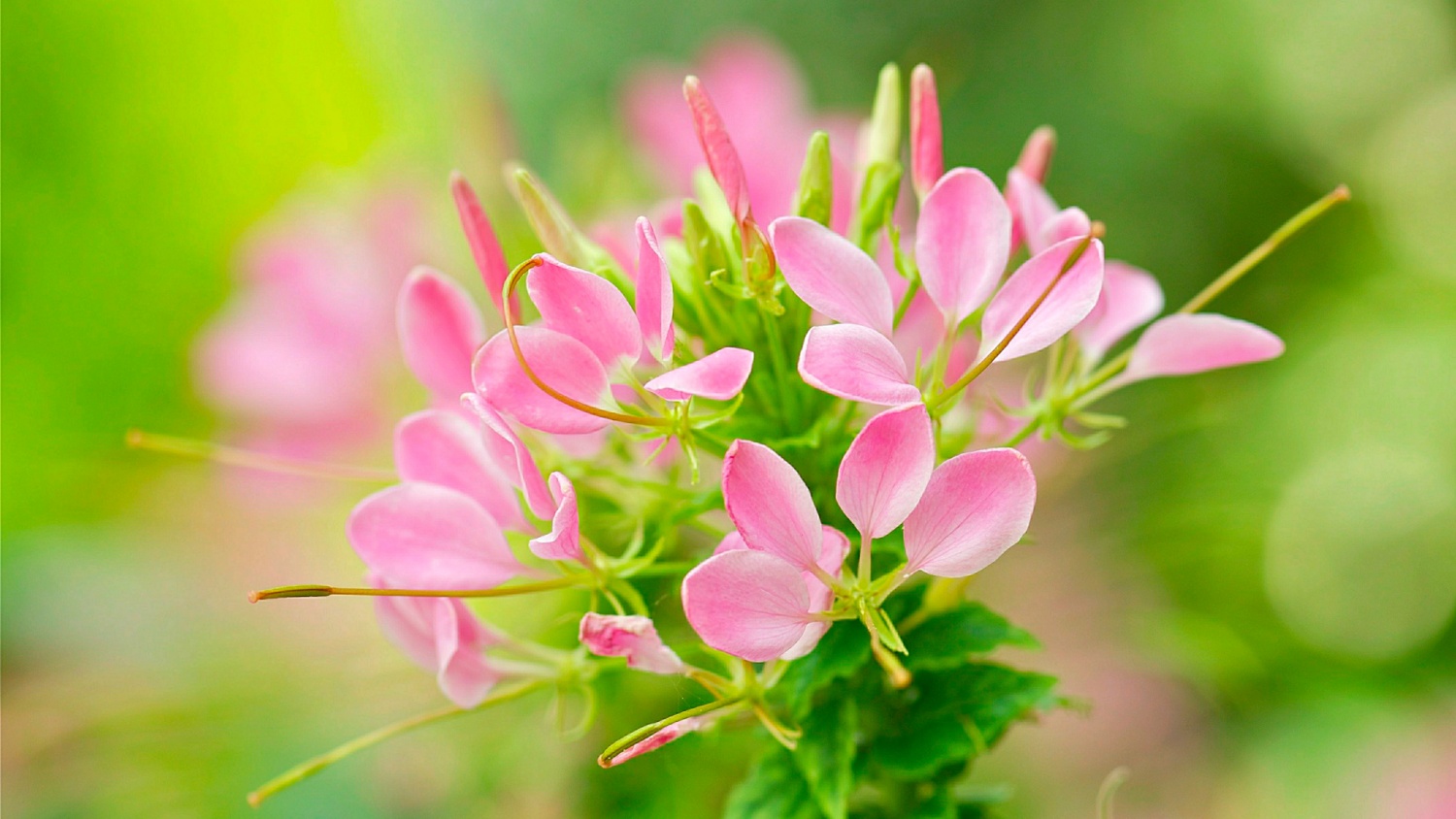 Tử vi ngày 27/6/2024: Tuổi Tý đào hoa đưa lối, tuổi Mùi thể hiện tài năng Tử vi ngày 27/6/2024: Tuổi Tý đào hoa đưa lối, tuổi Mùi thể hiện tài năng