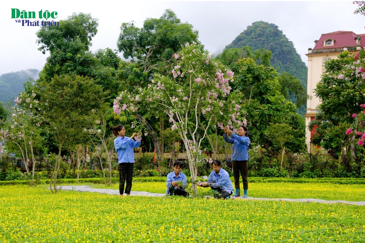 Quang Bình (Hà Giang) rực rỡ sắc hoa tường vi