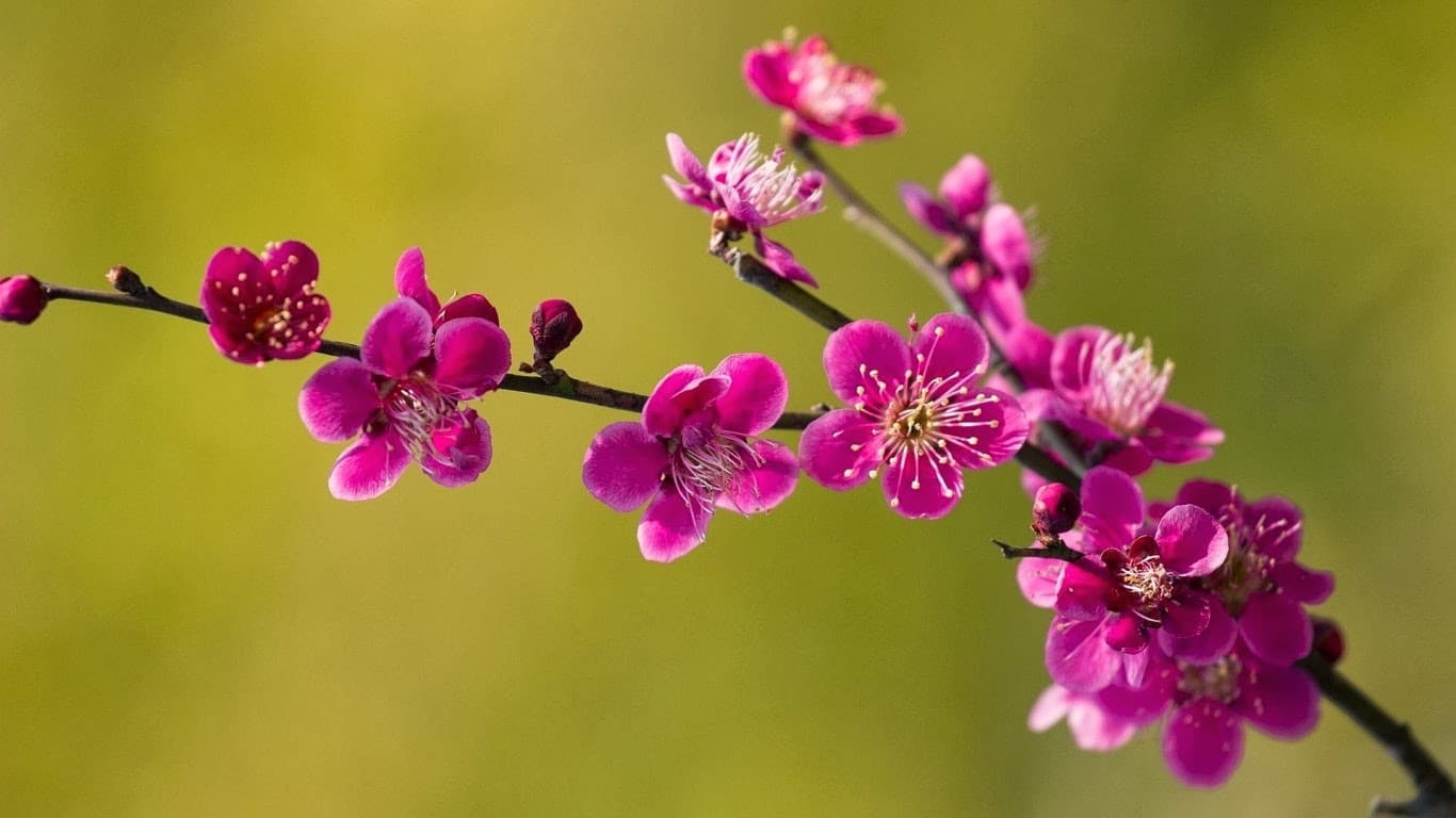 Tử vi ngày 2/7/2024: Tuổi Ngọ dám nghĩ dám làm, tuổi Dần nảy sinh cãi vã
