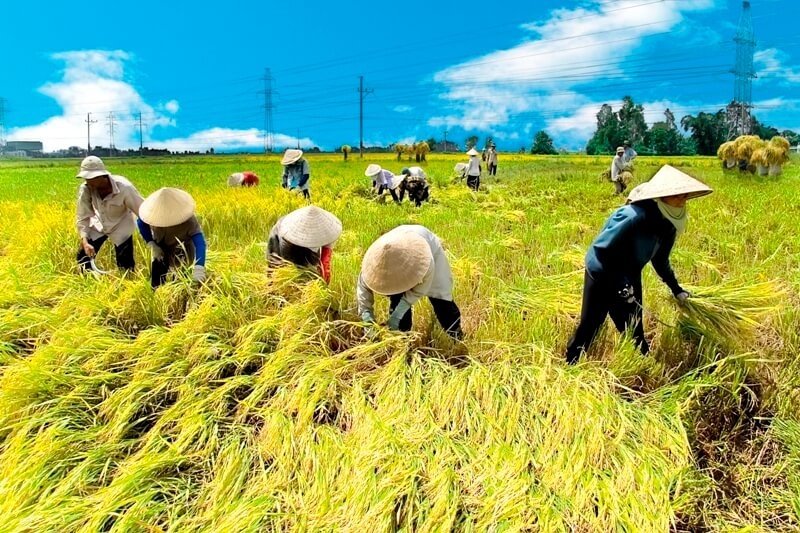 6 tháng đầu năm, sản xuất nông nghiệp duy trì đà tăng trưởng