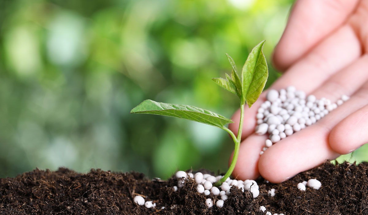 Tác động của việc chuyển đổi sang amoniac xanh để sản xuất phân bón tại Ấn Độ Tác động của việc chuyển đổi sang amoniac xanh để sản xuất phân bón tại Ấn Độ