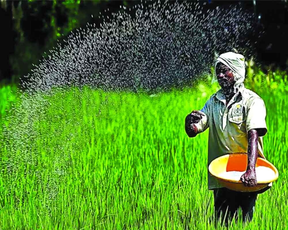 Ấn Độ: Các chuyên gia nông nghiệp kêu gọi chuyển trực tiếp trợ cấp phân bón cho nông dân Ấn Độ: Các chuyên gia nông nghiệp kêu gọi chuyển trực tiếp trợ cấp phân bón cho nông dân
