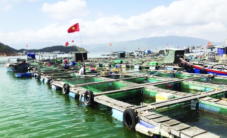 Giải bài toán nuôi biển: Rất cần sự chỉ đạo của Thủ tướng