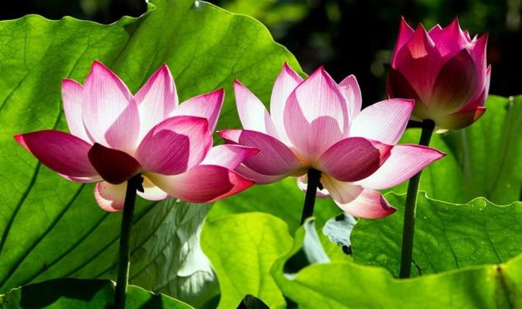 Tử vi ngày 14/7/2024: Tuổi Dậu tài lộc vượng phát, tuổi Thân tận dụng cơ hội