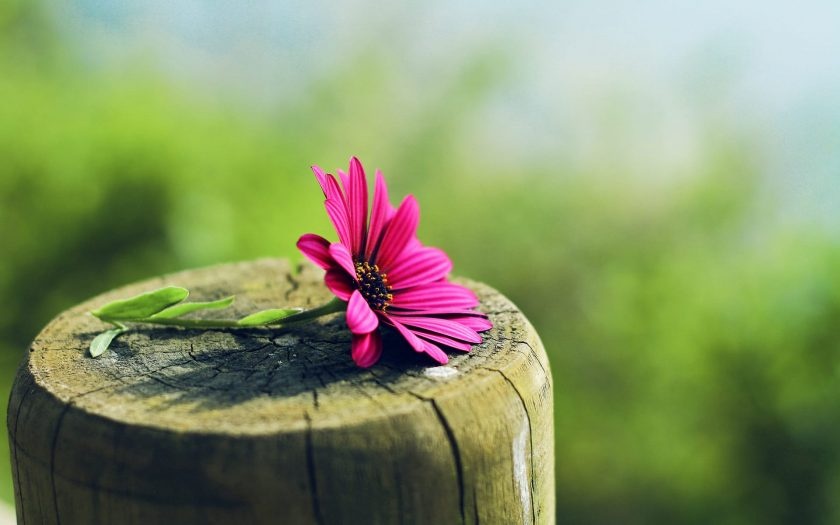Tử vi ngày 18/7/2024: Tuổi Tý phong thái nhanh nhẹn, tuổi Mùi tin vui báo về