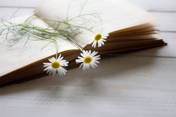 Tử vi ngày 19/7/2024: Tuổi Ngọ phát triển đáng mừng, tuổi Dần tình cảm rạn nứt