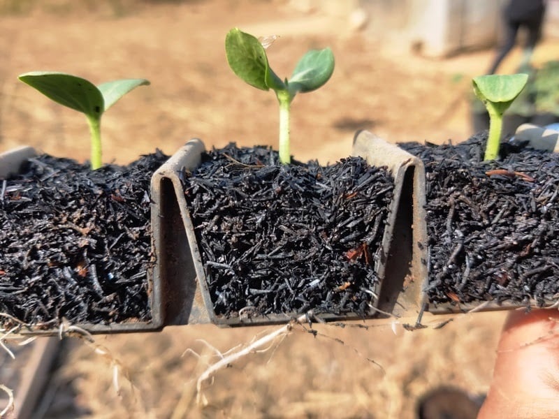 Mô hình lưu trữ carbon mới với các nước đang phát triển Mô hình lưu trữ carbon mới với các nước đang phát triển