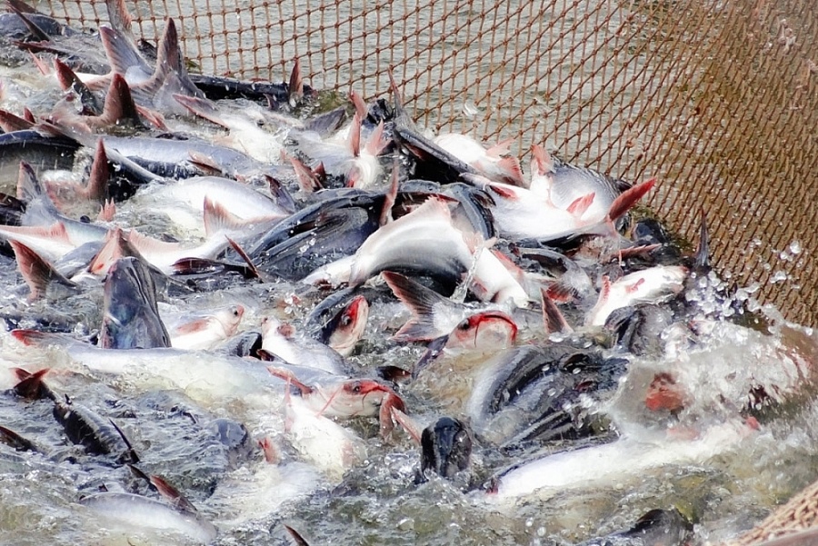 Cá tra có chỗ đứng vững chắc ở thị trường tỷ dân