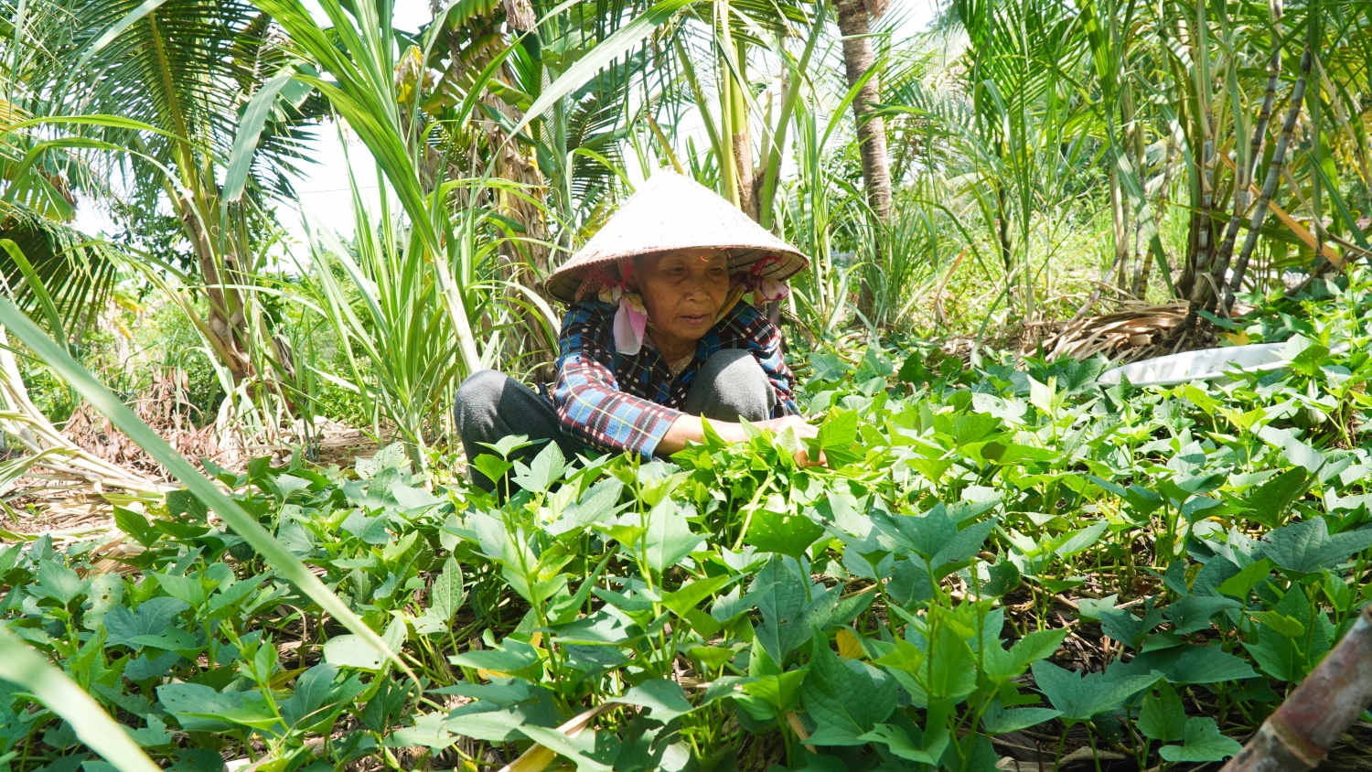 Hình ảnh bán đảo Bình Quới   Thanh Đa sau hơn 3 thập kỷ quy hoạch treo