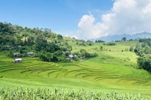 Chiêm ngưỡng vẻ đẹp ruộng bậc thang mùa lúa xanh ở Hoàng Su Phì